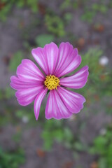 Pink cosmea flower in the garden
