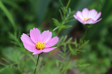 Pink cosmea flower in the garden
