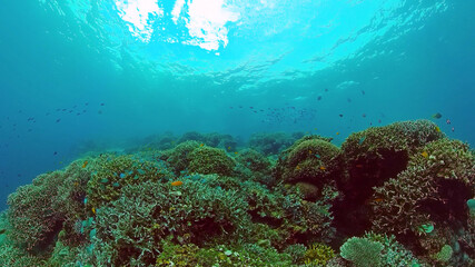 Tropical Fish Corals Marine Reef. Underwater Sea Tropical Life. Tropical underwater sea fishes. Underwater fish reef marine. Tropical colorful underwater seascape. Panglao, Bohol, Philippines.