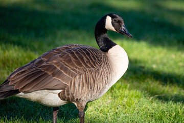 Adult canada goose (Branta canadensis) in Wausau, Wisconsin during the spring