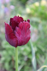 Burgundy fringed tulip flower
