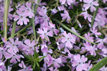 Fototapeta premium Phlox flowers in the flowerbed