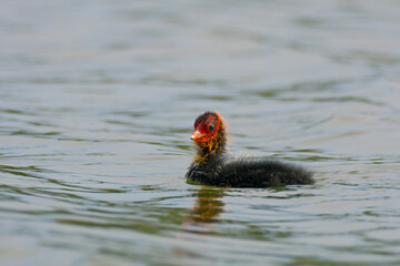 Waterfowl bird of common coot little chick on the lake