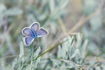 Fototapeta na wymiar Close-up of beautiful blue butterfly in summer meadow