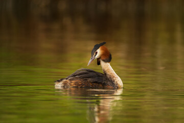 Waterfowl bird of great crested grebe on the lake