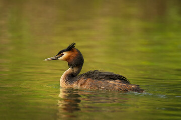 Waterfowl bird of great crested grebe on the lake