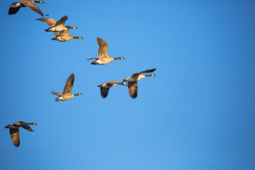 Adult canada geese (Branta canadensis) flying in a V formation in a blue sky, Wausau, Wisconsin