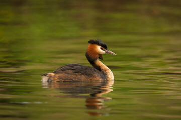 Waterfowl bird of great crested grebe on the lake