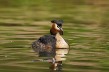 Waterfowl bird of great crested grebe on the lake