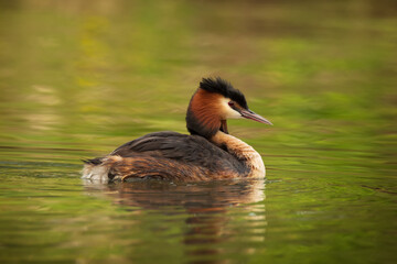Waterfowl bird of great crested grebe on the lake