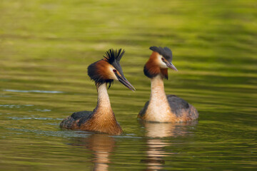 Waterfowl bird pair of great crested grebe on the lake