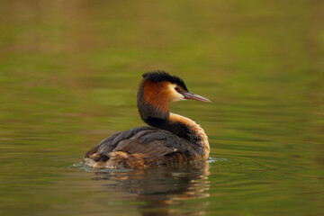 Waterfowl bird of great crested grebe on the lake