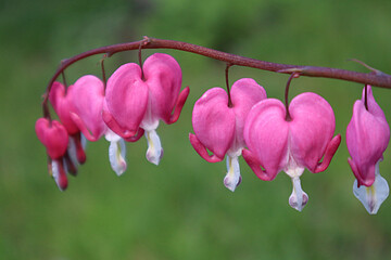 Dicenter flower in the garden