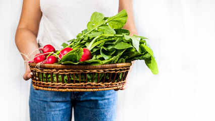 Fresh radish in a woman's hand on a white background