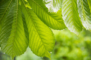 Bright juicy chestnut leaves close-up. Raindrops trickle down the leaves. Background, texture....