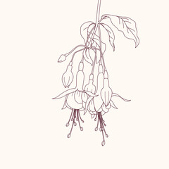 Linear drawing of fuchsia flower. Blooming fuchsia branch. - obrazy, fototapety, plakaty