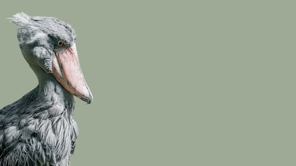 Banner with an enormous and beautiful African shoebill stork isolated at smooth even green background with copy space, closeup, details