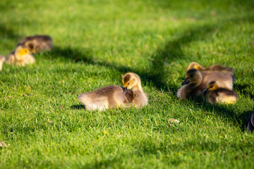 Canada goose (Branta canadensis) goslings at rest in Wausau, Wisconsin during the springtime