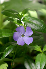 Blue periwinkle flower in the garden
