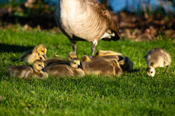 Canada goose (Branta canadensis) parent with goslings that are resting and eating