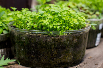 parsley seedlings in the spring garden