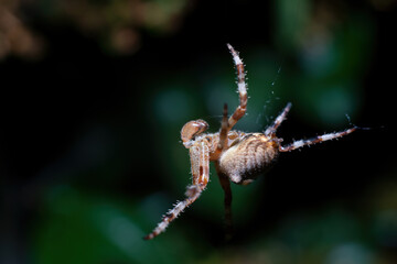spider super macro 2: 1 magnification. In the spider web.