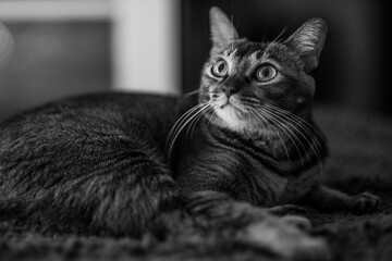 black and white cat - 353879870