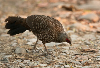 Female Kalij Pheasant feeding