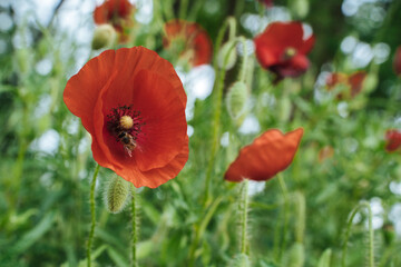Obraz premium Poppies on the field.Red flower. Close up