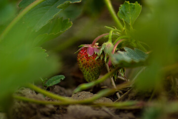 wild strawberry in the garden