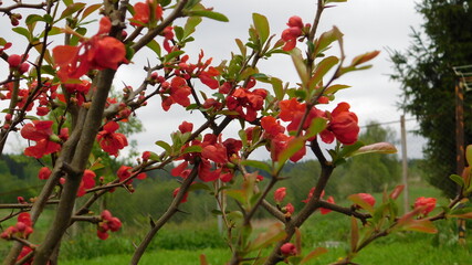 blooming Japanese quince in the garden in spring