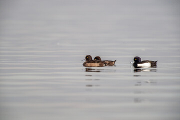 Tufted Duck (Aythya fuligula) bird in natural field and wildlife nature.
