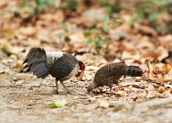Kalij Pheasants feeding at Jim Corbett National Park