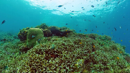 Tropical Fishes on Coral Reef, underwater scene. Panglao, Philippines.