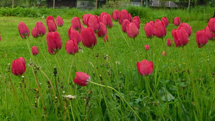 green meadow with red flowers of tulips
