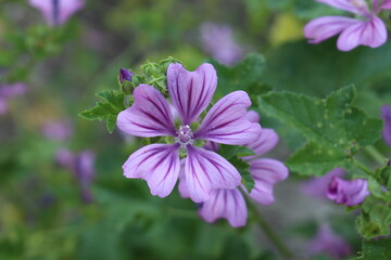 Violet "Dwarf Mallow" flower (or Buttonweed, Cheeseplant, Cheeseweed, Common Mallow, Roundleaf Mallow) in Innsbruck, Austria. Its scientific name is Malva Neglecta.