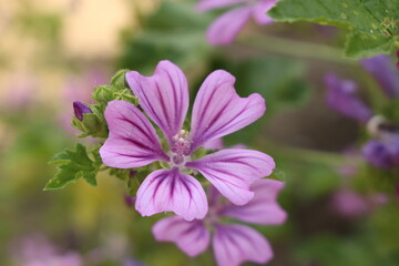 Violet "Dwarf Mallow" flower (or Buttonweed, Cheeseplant, Cheeseweed, Common Mallow, Roundleaf Mallow) in Innsbruck, Austria. Its scientific name is Malva Neglecta.