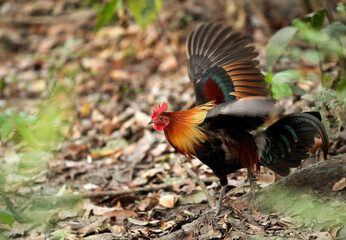 Male Junglefowl