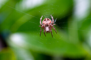 spider super macro 2: 1 magnification. In the spider web.
