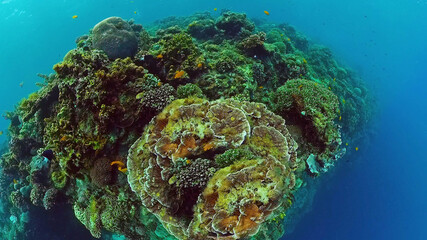 Beautiful underwater landscape with tropical fishes and corals. Life coral reef. Panglao, Bohol, Philippines. Philippines.