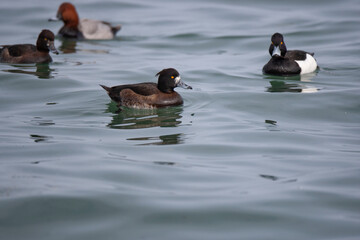 Tufted Duck (Aythya fuligula) bird in natural field and wildlife nature.