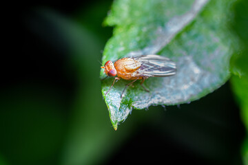 yellow fly macro on leaf, insect magnification