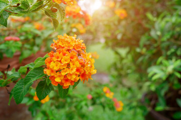Orange flower with water drop and blured green background.