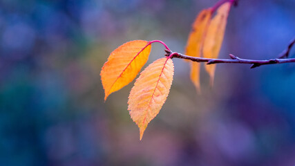 Obraz premium Tree branch with dry orange leaves on a blue blurred background