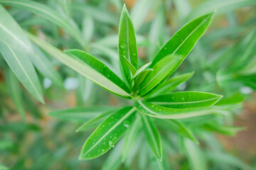 Top view green leaf , Nature background.
