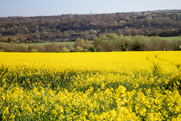 Yellow raps (rapeseed) crops on farmland close up with out of focus elements