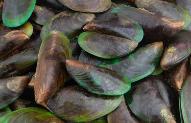 Many fresh raw green mussels background, Perna Viridis, Green-lipped mussels.