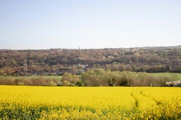 Yellow rapeseed crops on farmland close up with out of focus elements