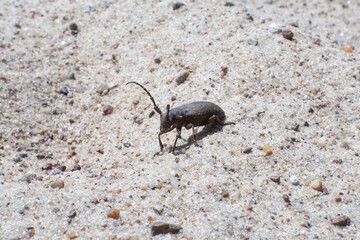 Beetle bug on sand