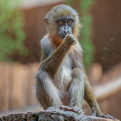 Portrait of colorful young African mandrill eating something